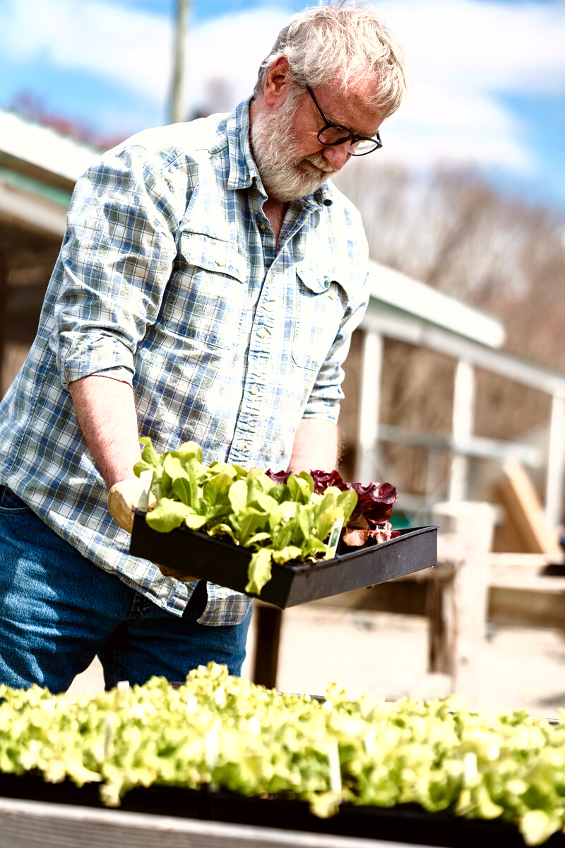 Elderly farmer with box of fresh plants