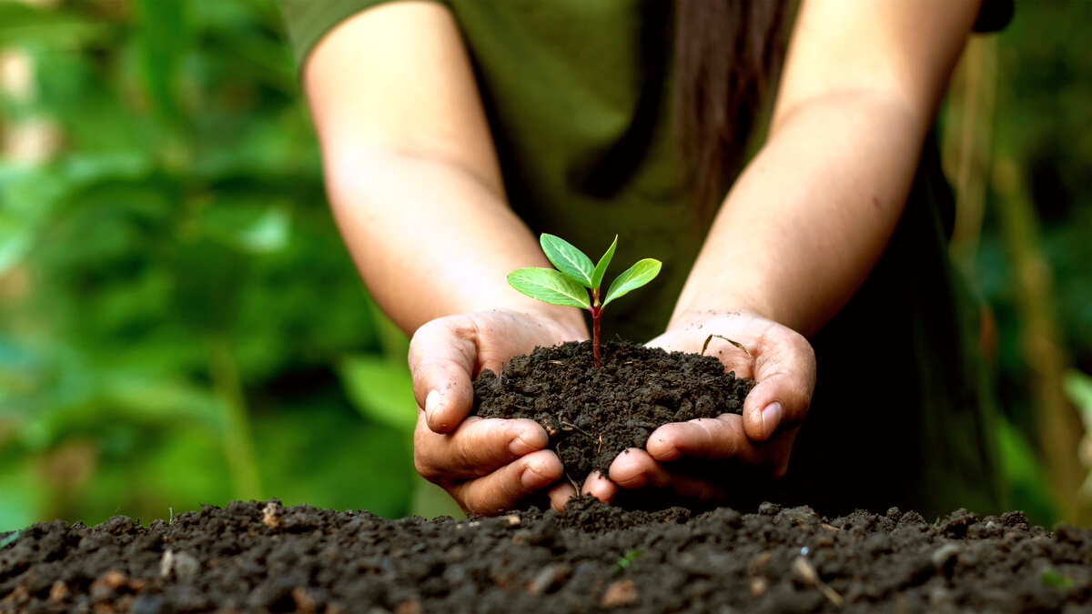 Person Planting a Sprout