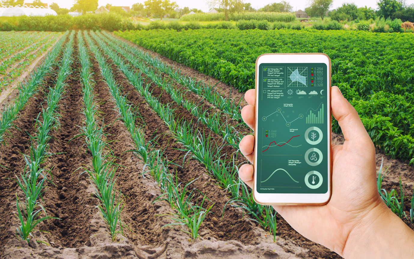 A hand is holding a smartphone with infographics on the background of field of young green leek plantations. innovative technologies, data analyzing on plants status. Growing vegetables, Agribusiness